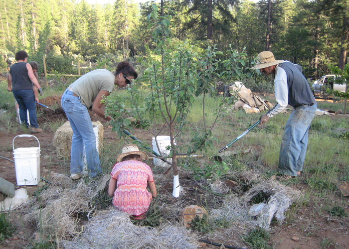 Planting Trees